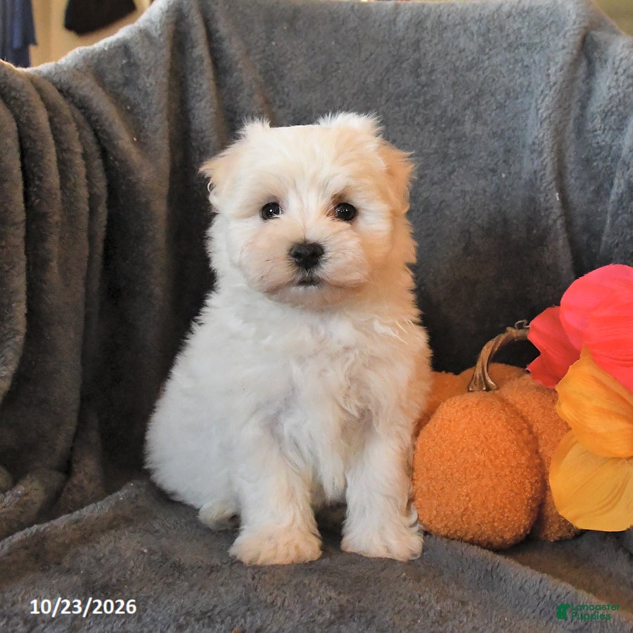 Maltese dogs for sale: Freddie - Ad 3