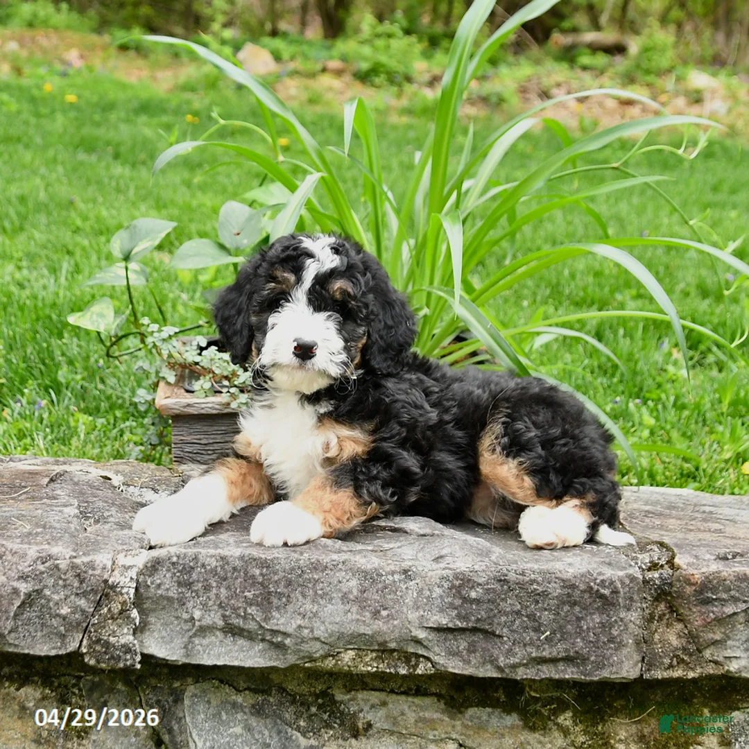Bernedoodle dogs for sale: Lola - Ad 1