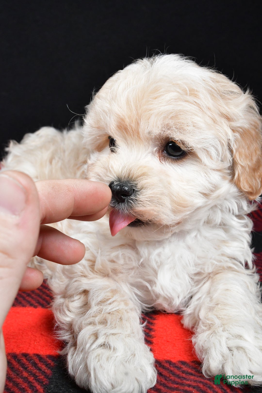 Maltipoo dogs for sale: Frankie - Ad 6