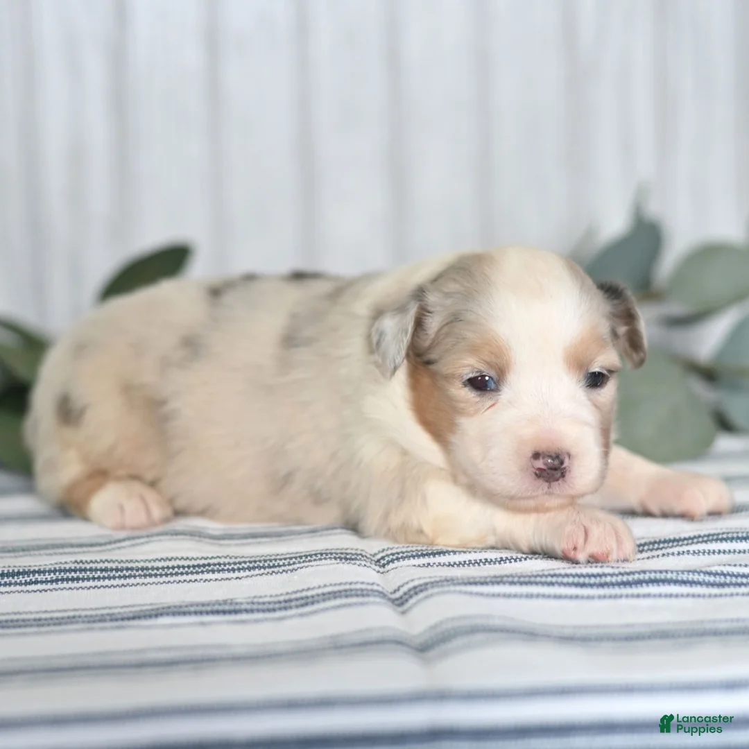 Miniature Australian Shepherd dogs for sale: Gloria  - Ad 3