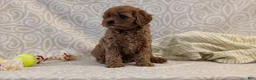 Cavapoo dogs for sale: Tyson - Ad 7