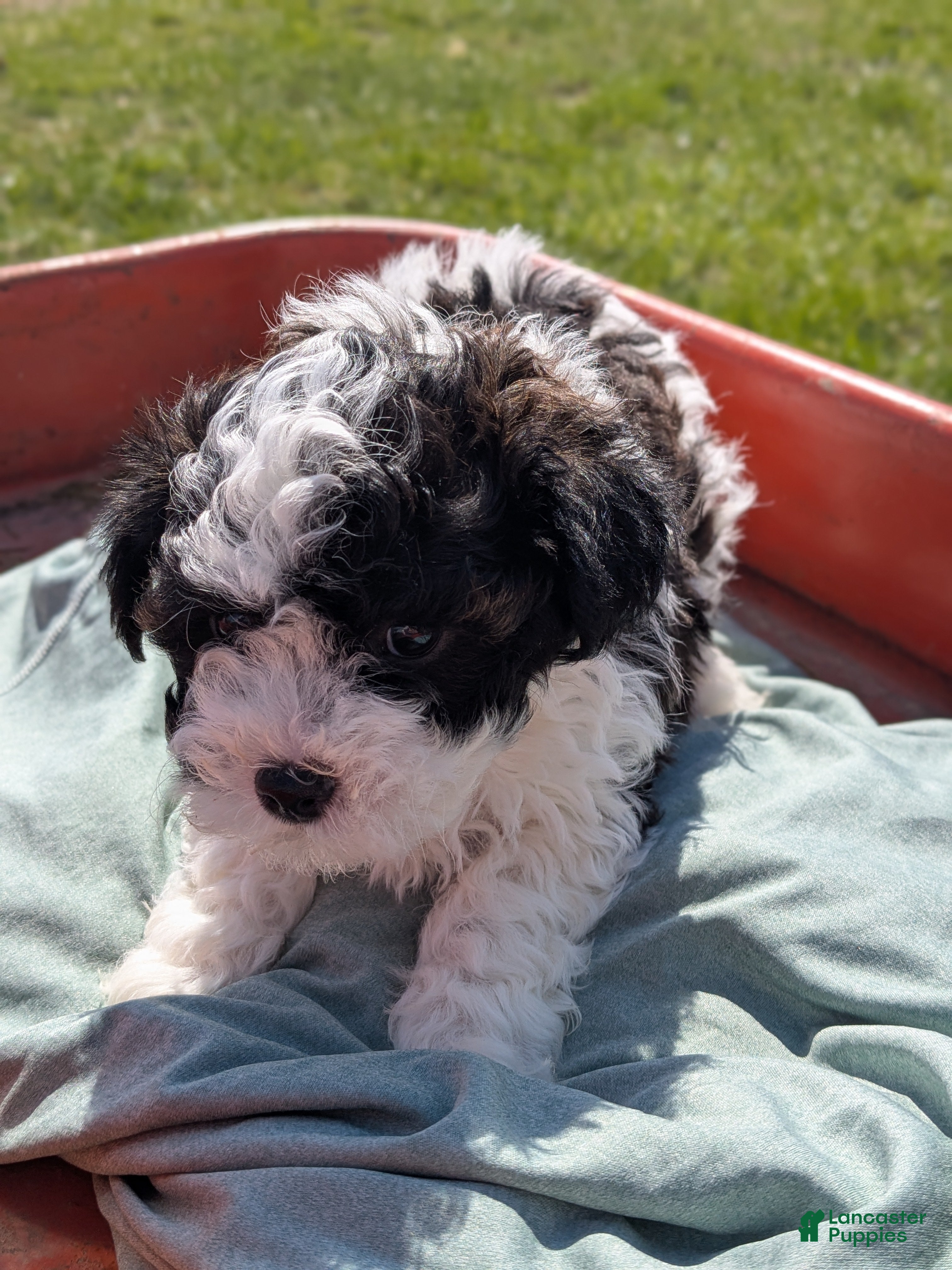 Mixed Breed dogs Jill - Ad 2