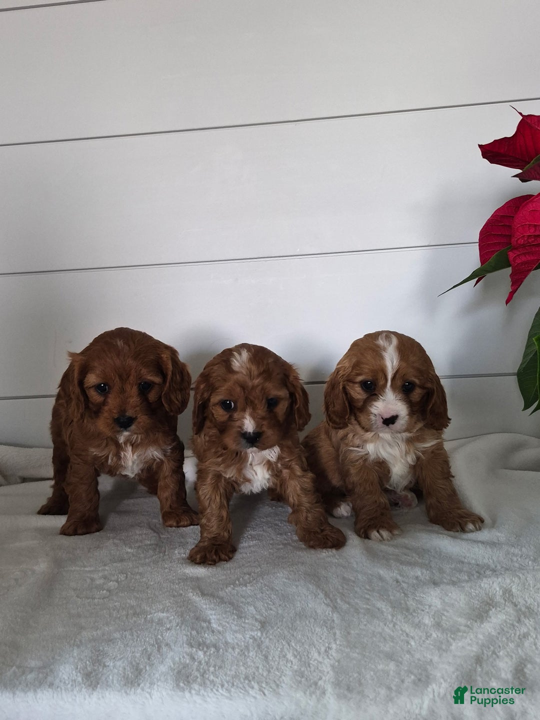 Cavapoo dogs for sale: Cheer - Ad 3