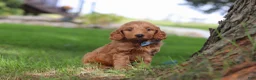 Mini Goldendoodle dogs for sale: Scrappy - Ad 3