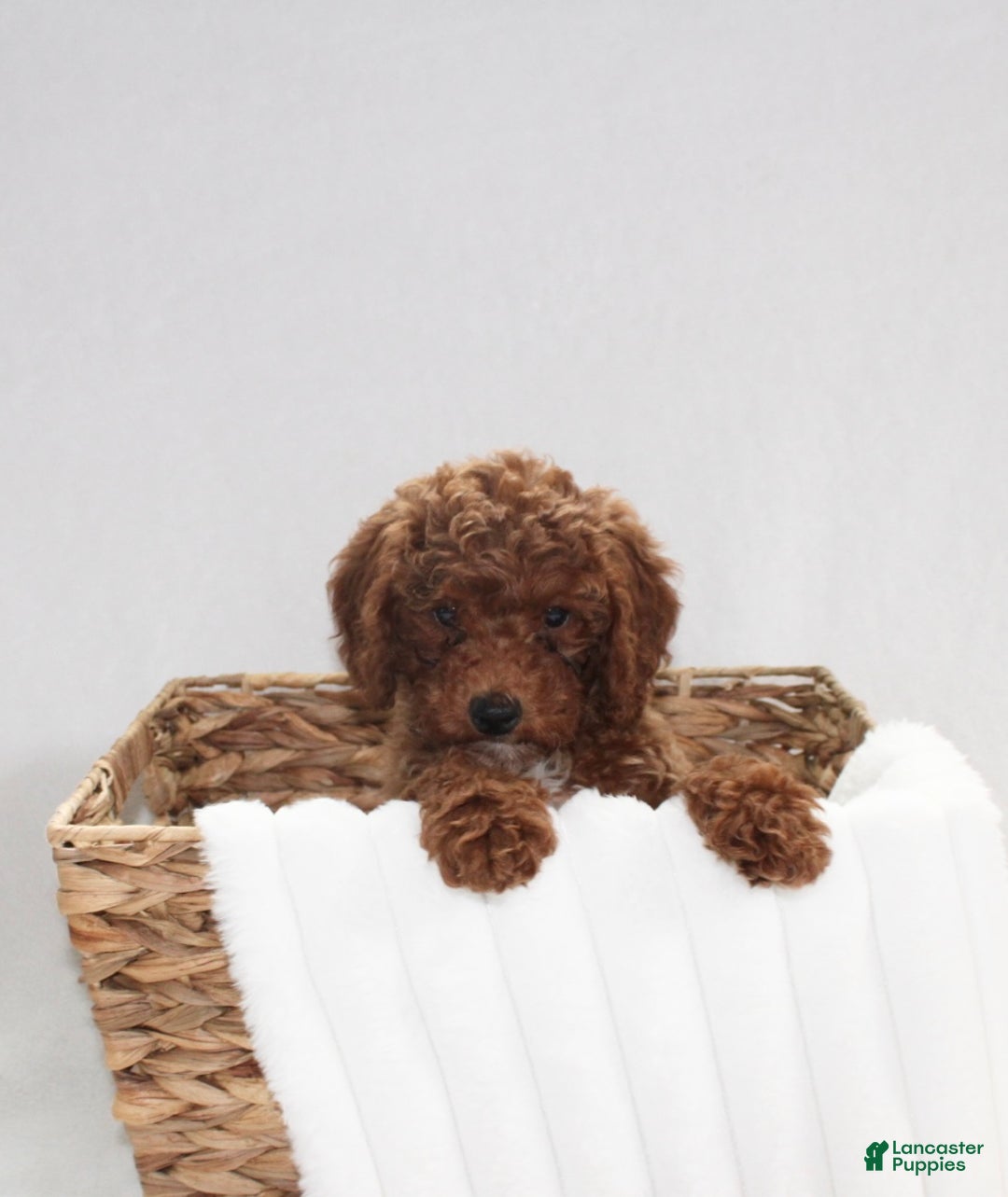 Cavapoo dogs for sale: Remi - Ad 3