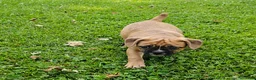 Mixed Breed dogs for sale: Punkin Pie - Ad 6