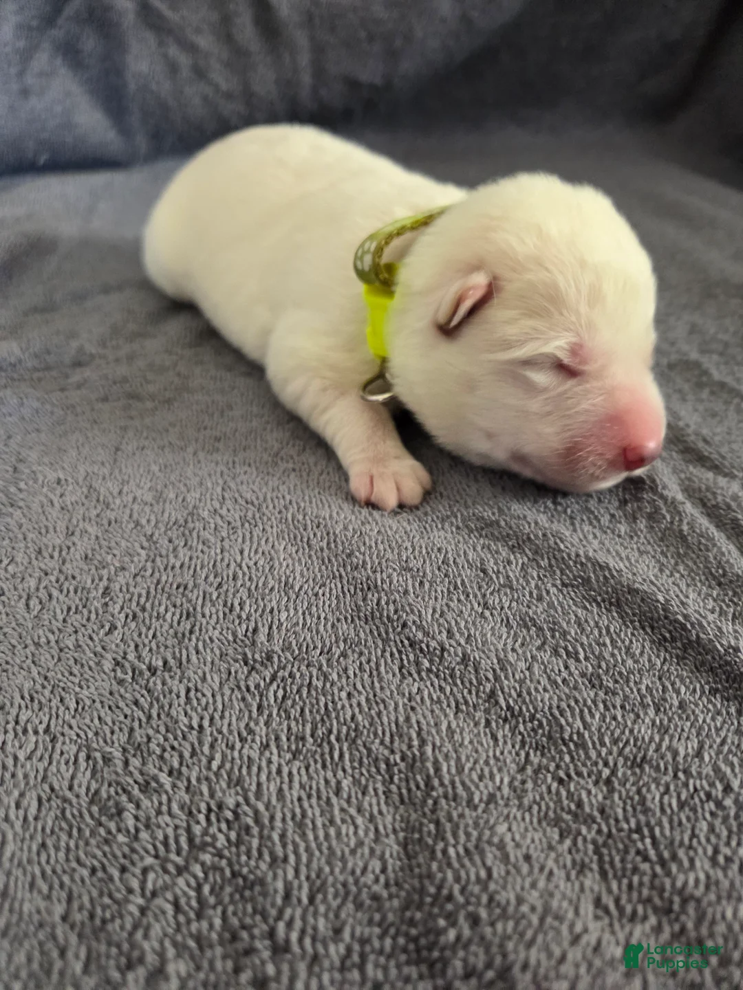 German Shepherd dogs for sale: German Shepherd Puppy 6 - Ad 1