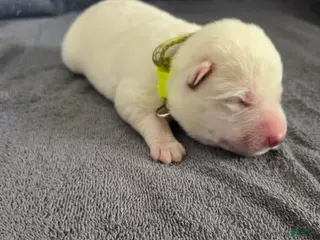 German Shepherd dogs German Shepherd Puppy 6 - Ad 24