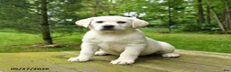 Labrador Retriever dogs for sale: Tinker - Ad 2