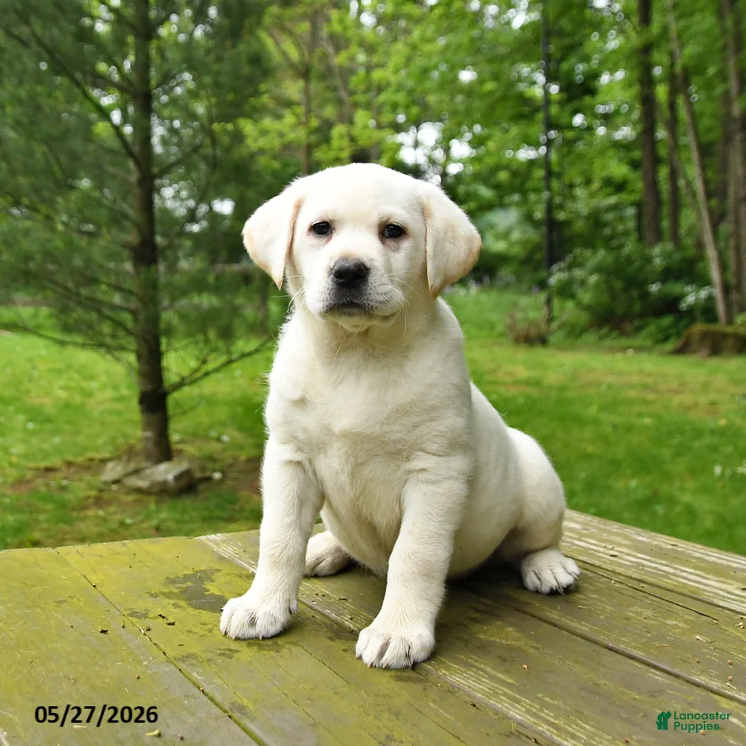Labrador Retriever dogs for sale: Tinker - Ad 2