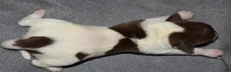 Rat Terrier dogs for sale: Santa Clara - Ad 2