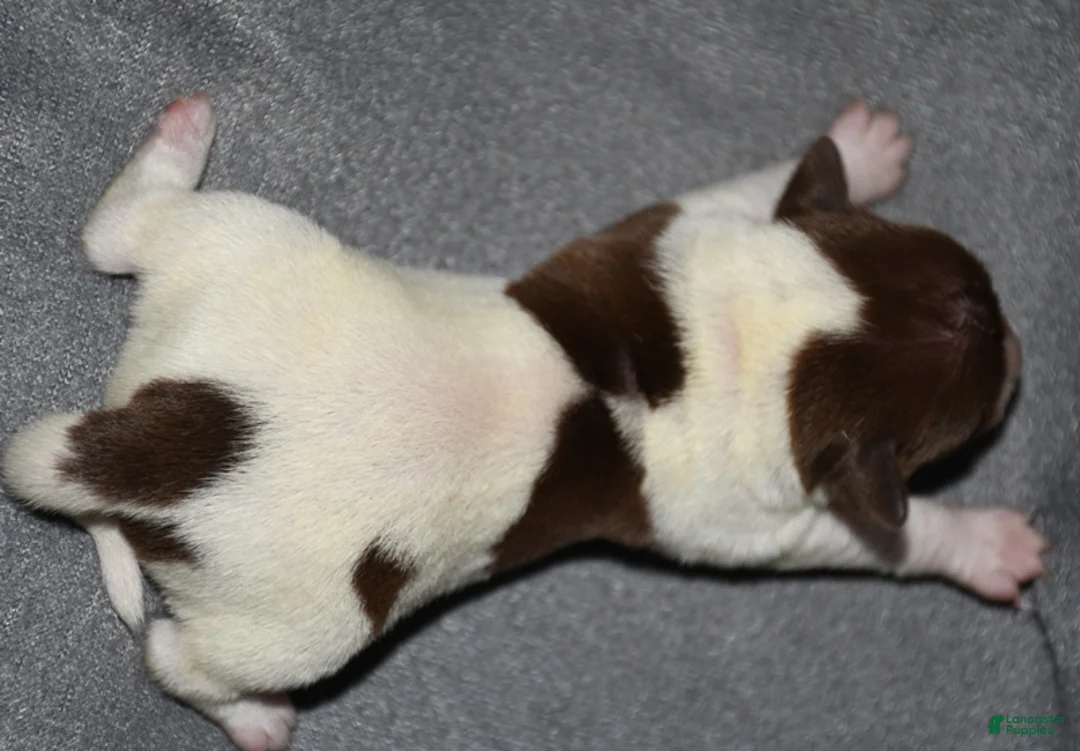 Rat Terrier dogs for sale: Santa Clara - Ad 2