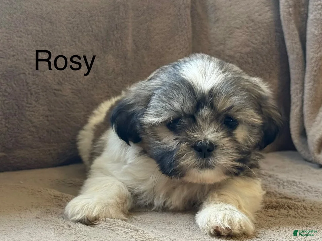 Shih Tzu dogs for sale: Rosy - Ad 1