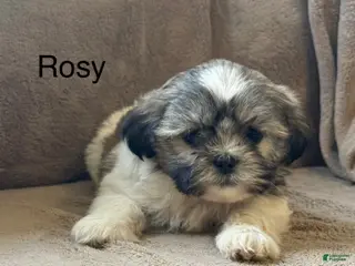 Shih Tzu dogs Rosy - Ad 38