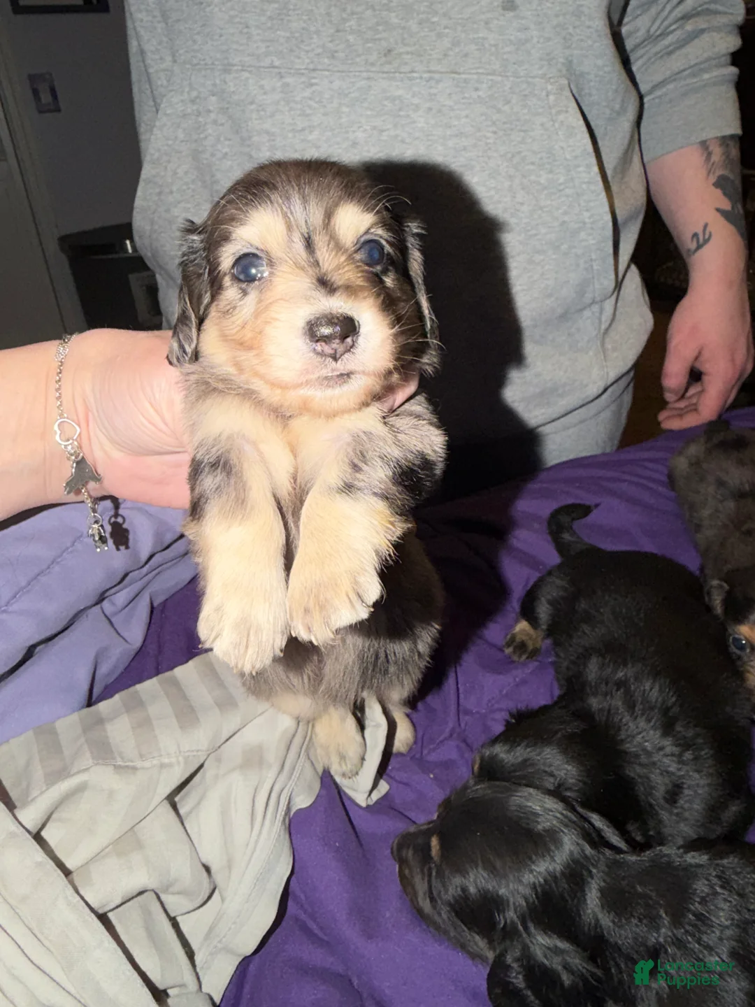 Miniature Dachshund dogs for sale: Black and cream dapple - Ad 9
