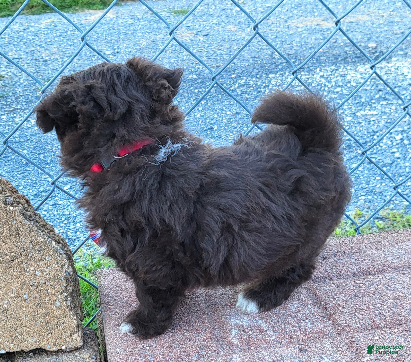 Pomapoo dogs Swiss Roll - Ad 2