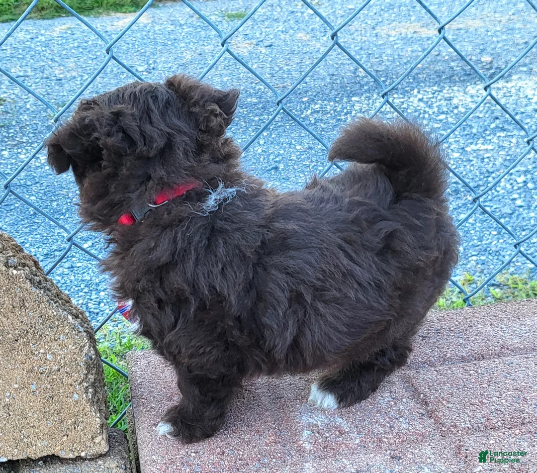 Pomapoo dogs for sale: Swiss Roll - Ad 2