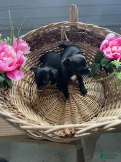 Chihuahua dogs Billy  - Ad 32