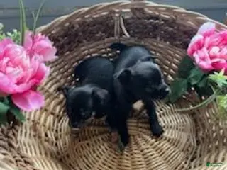 Chihuahua dogs Billy - Ad 32