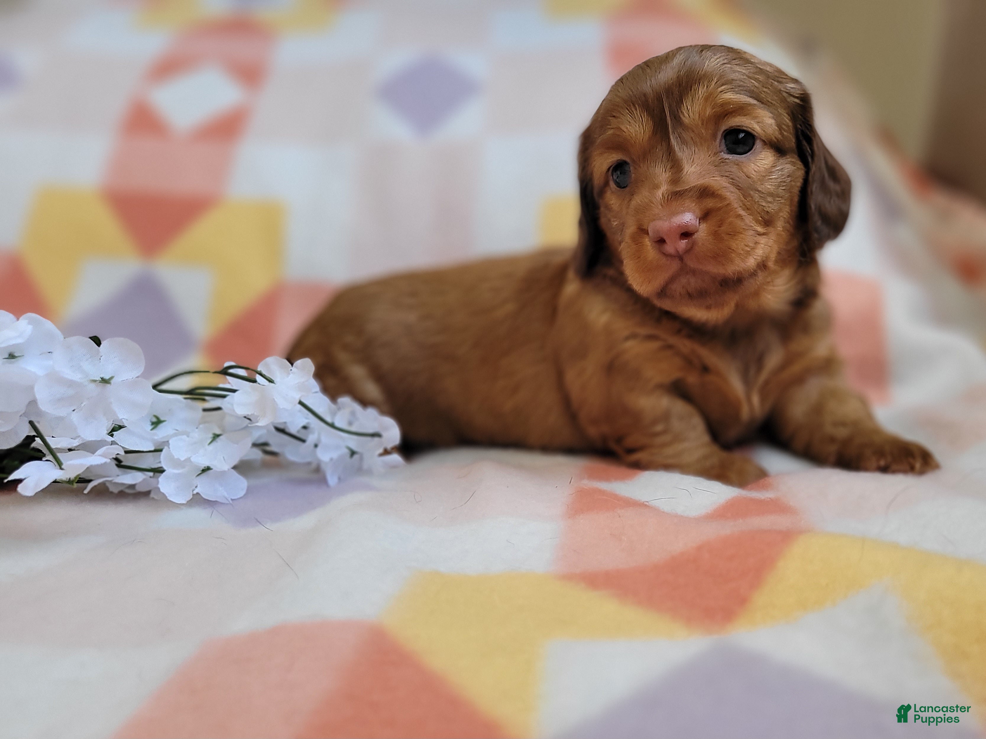 Miniature Dachshund dogs Rhiannon  - Ad 5