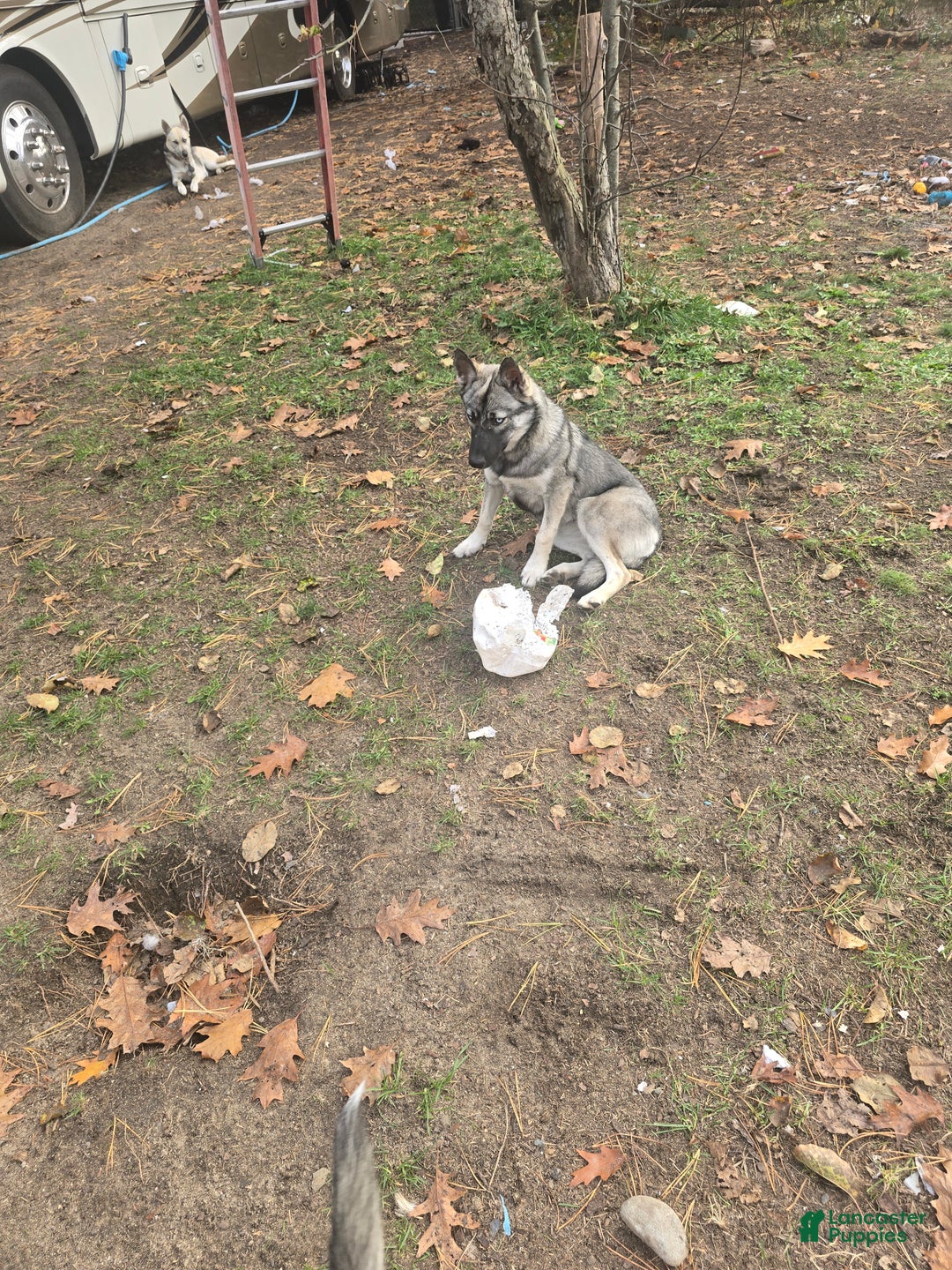 Gerberian Shepsky dogs for sale: Precious  - Ad 3