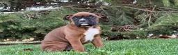 Boxer dogs for sale: Daisy  - Ad 3