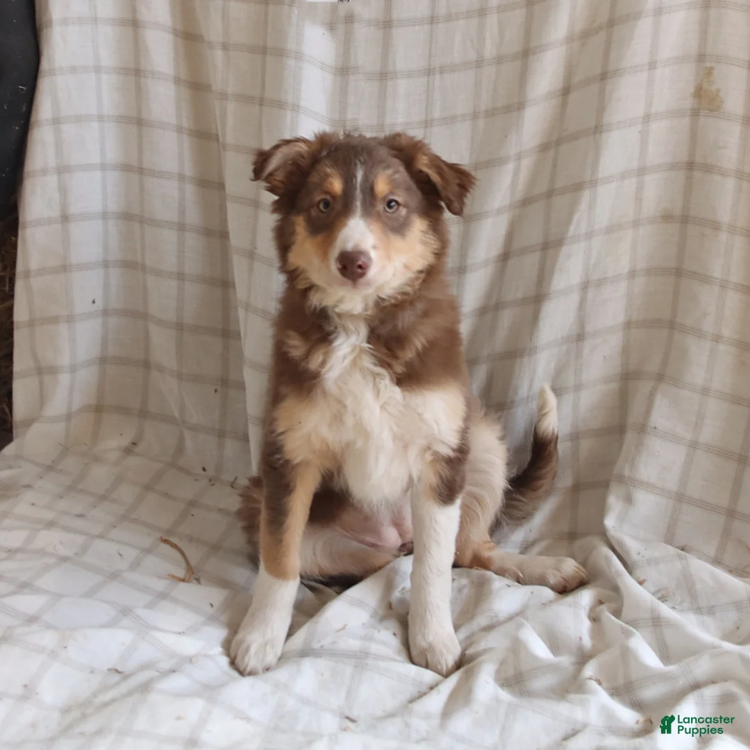 Mixed Breed dogs for sale: Lily - Ad 1