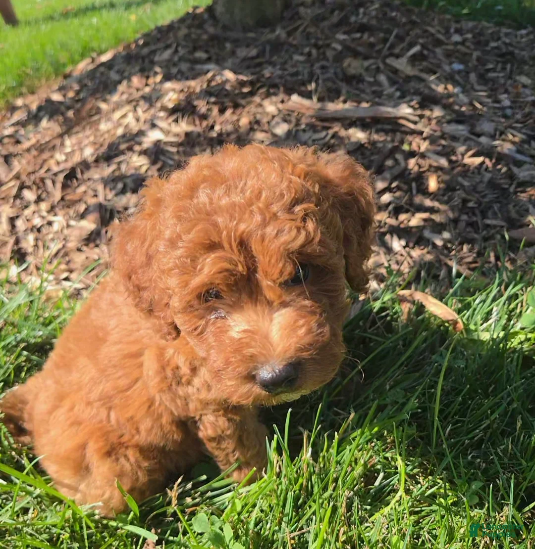 Mini Goldendoodle dogs for sale: Bella - Ad 6