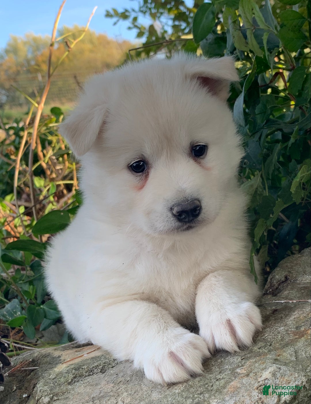 Alaskan Klee Kai dogs for sale: Handsome little Wellington~!!! - Ad 2