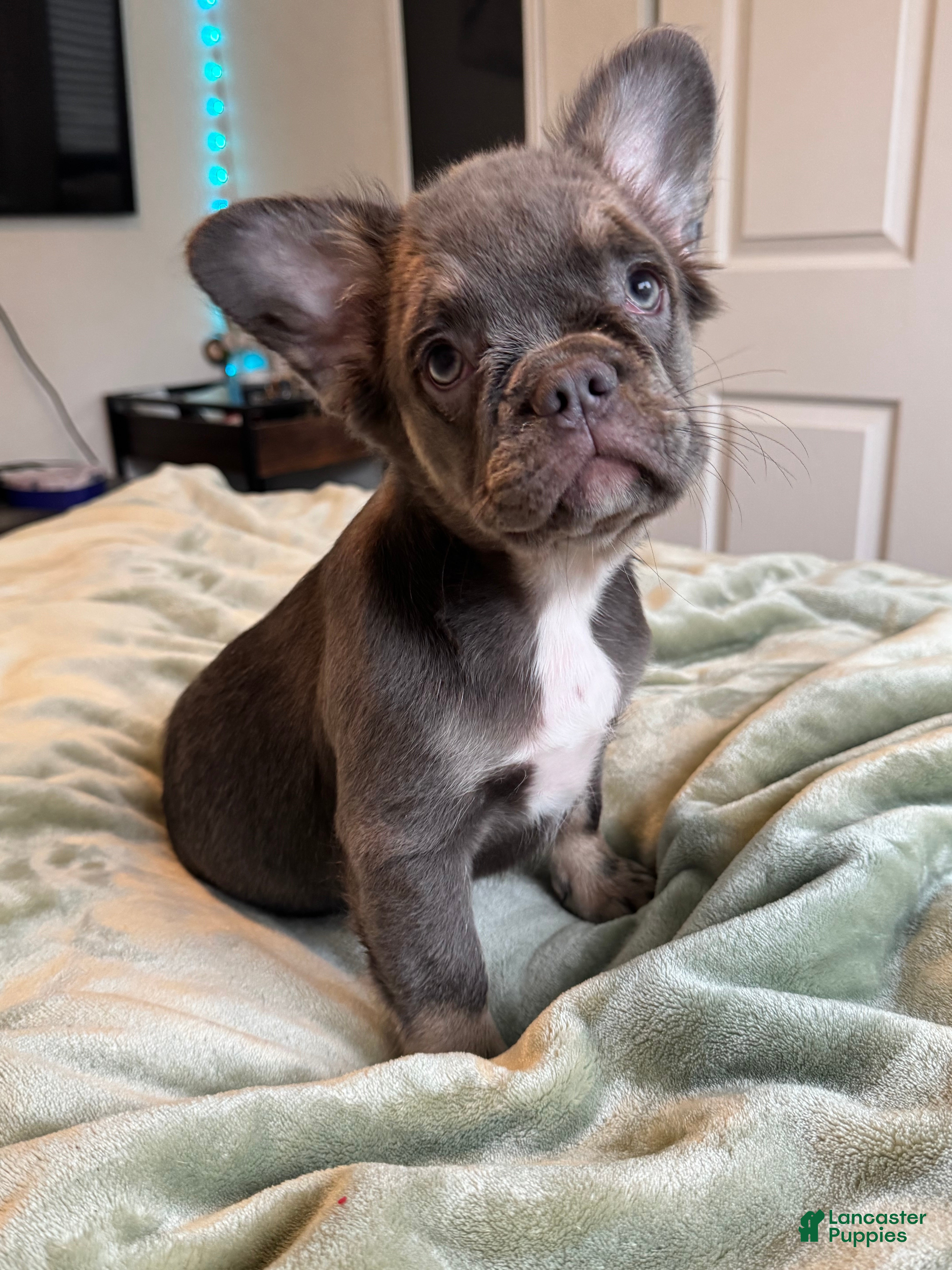 French Bulldog dogs Lilac tan Fluffy Female  - Ad 35