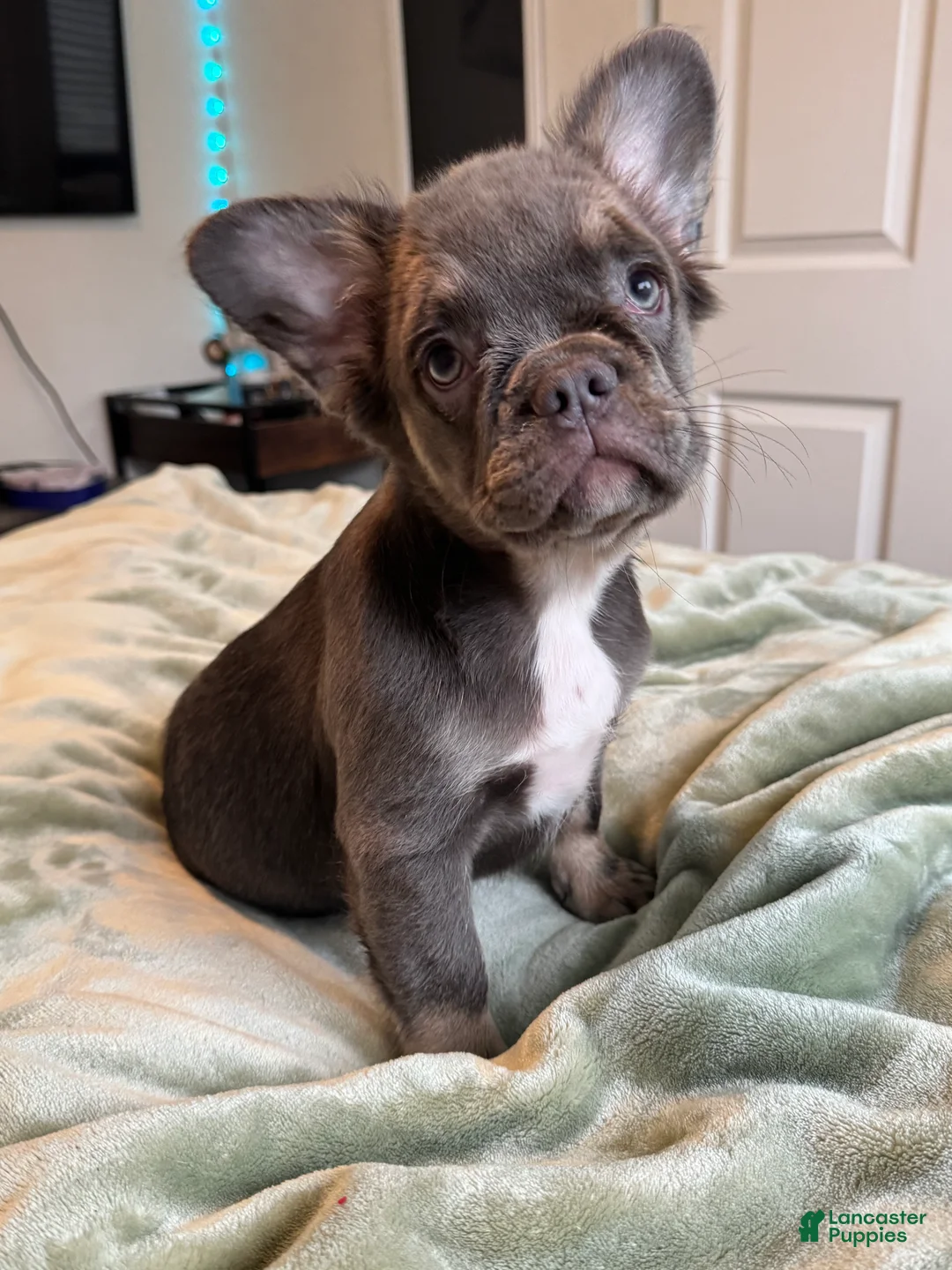 French Bulldog dogs for sale: Lilac tan Fluffy Female  - Ad 1