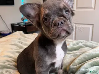 French Bulldog dogs Lilac tan Fluffy Female - Ad 35