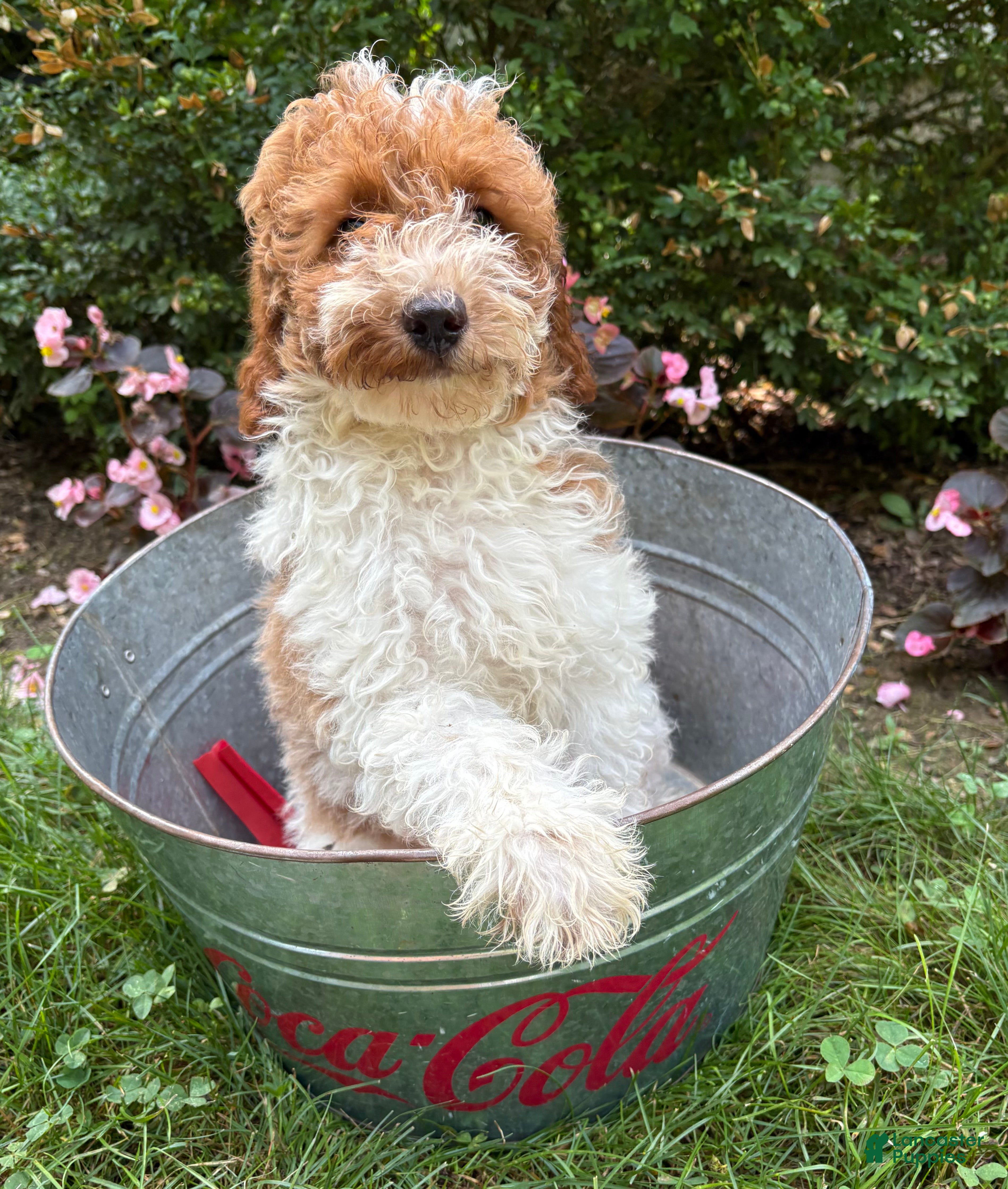 Goldendoodle dogs Alex - Ad 2