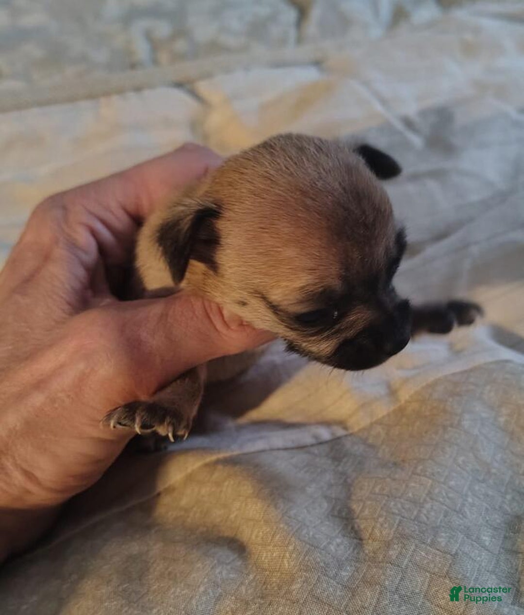Chihuahua dogs for sale: Chihuahua Puppy 2 - Ad 3