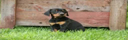Doberman Pinscher dogs for sale:  Delta (Black Rust) 🖤🐾 - Ad 6