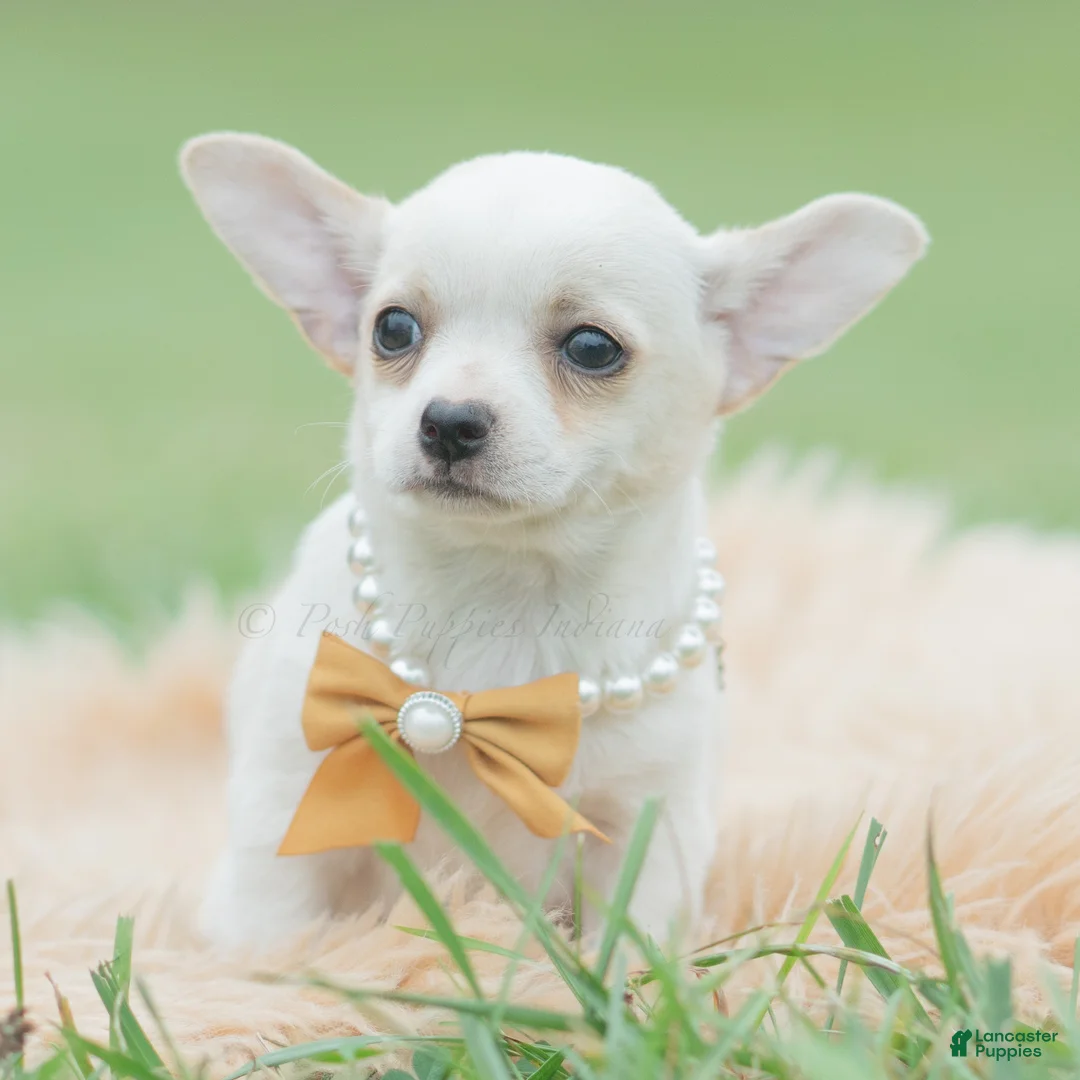 Chihuahua dogs for sale: Chachi - Ad 2