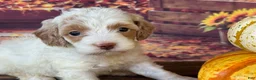 Cockapoo dogs for sale: Ruby - Ad 6