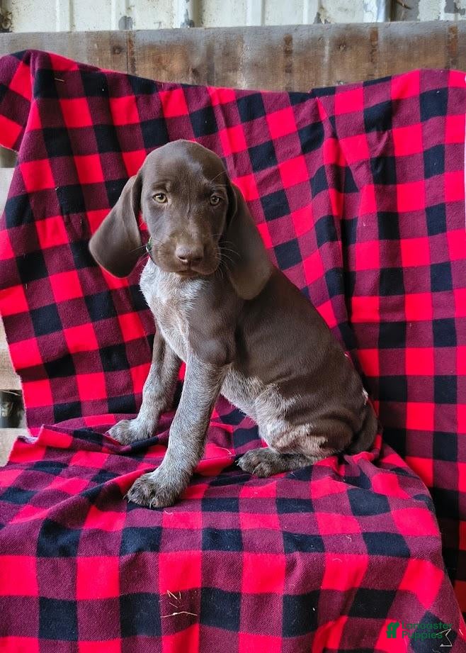 German Shorthaired Pointer dogs Jade - Ad 2