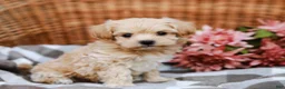 Maltipoo dogs for sale: Dawson - Ad 3