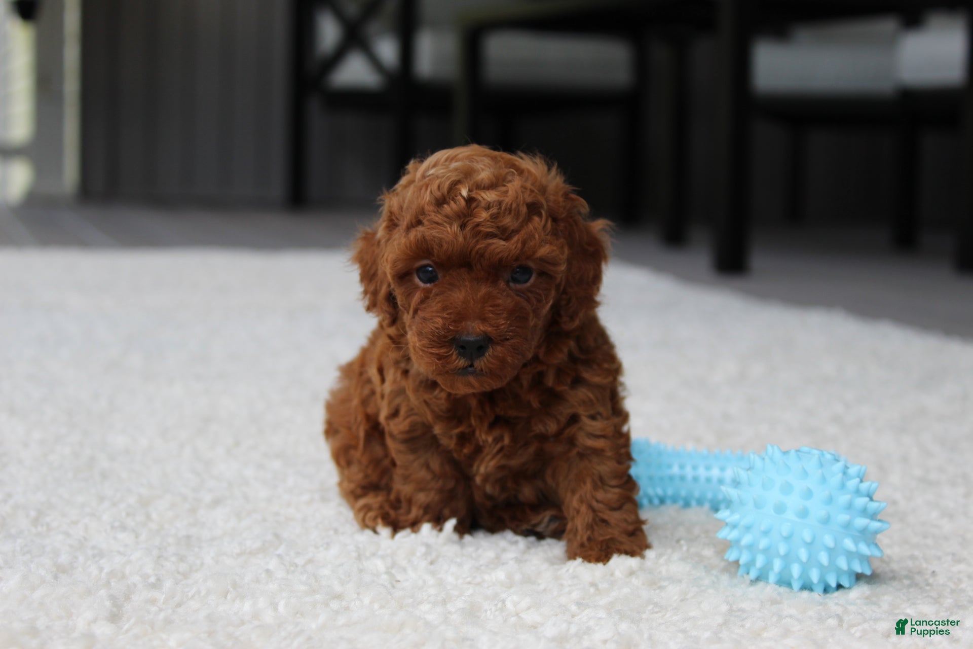 Toy Poodle dogs Anson - Ad 2
