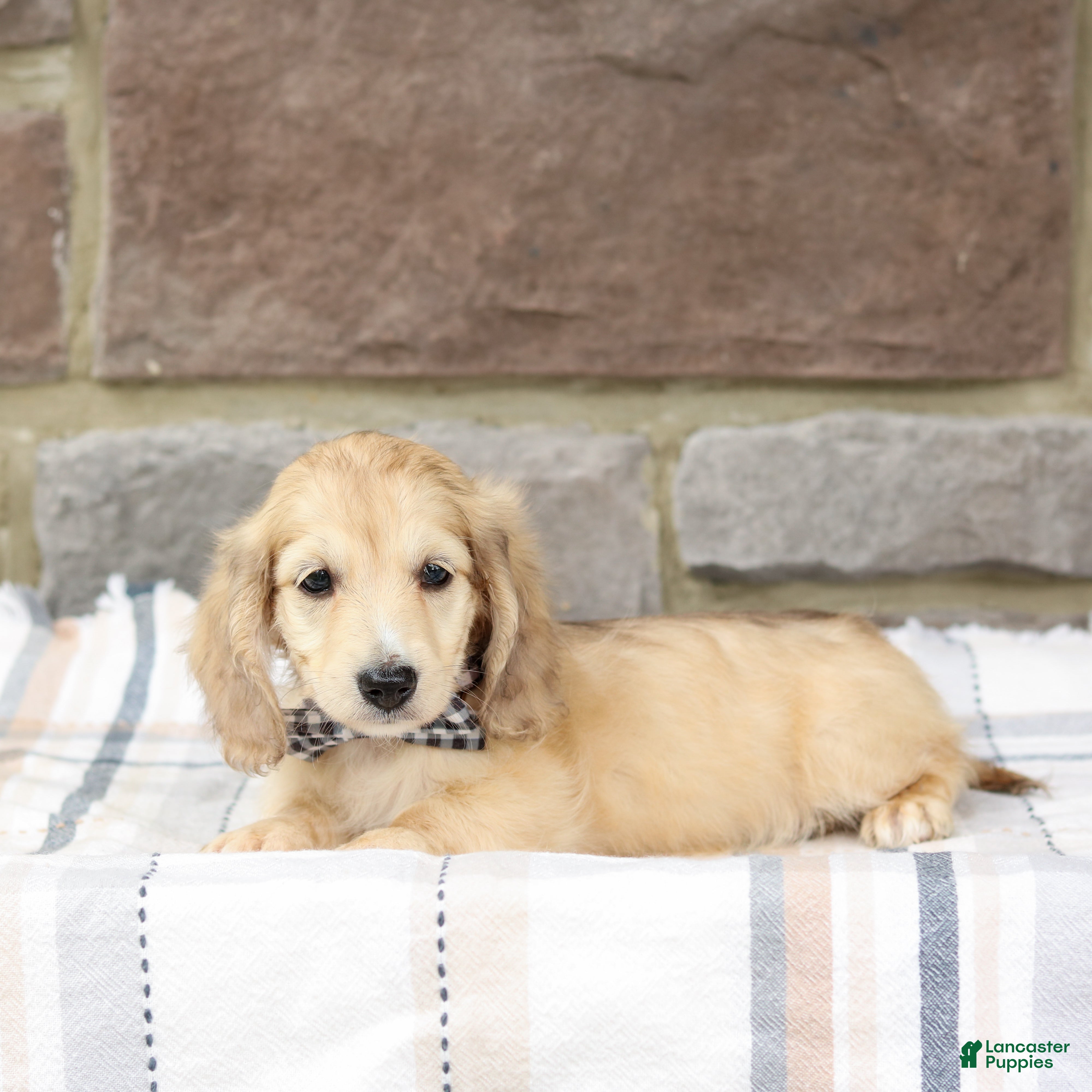 Miniature Dachshund dogs Peanut - Ad 2