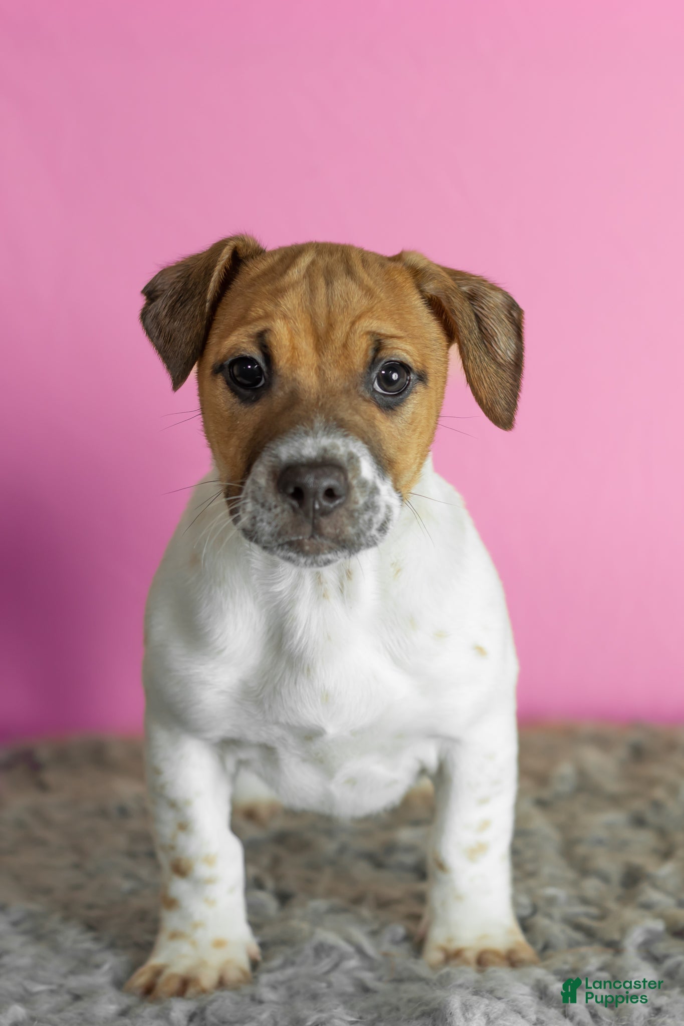 Mixed Breed dogs Bella - Ad 37