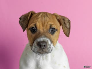 Mixed Breed dogs Bella - Ad 16
