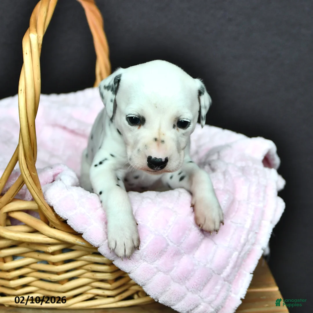 Dalmatian dogs for sale: Bella   - Ad 2