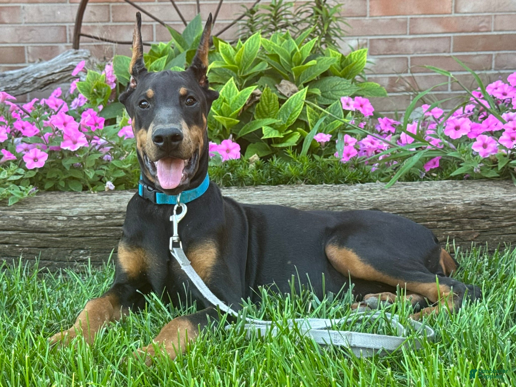 Doberman Pinscher dogs Zuri - Ad 1