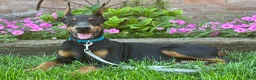 Doberman Pinscher dogs for sale: Zuri - Ad 1
