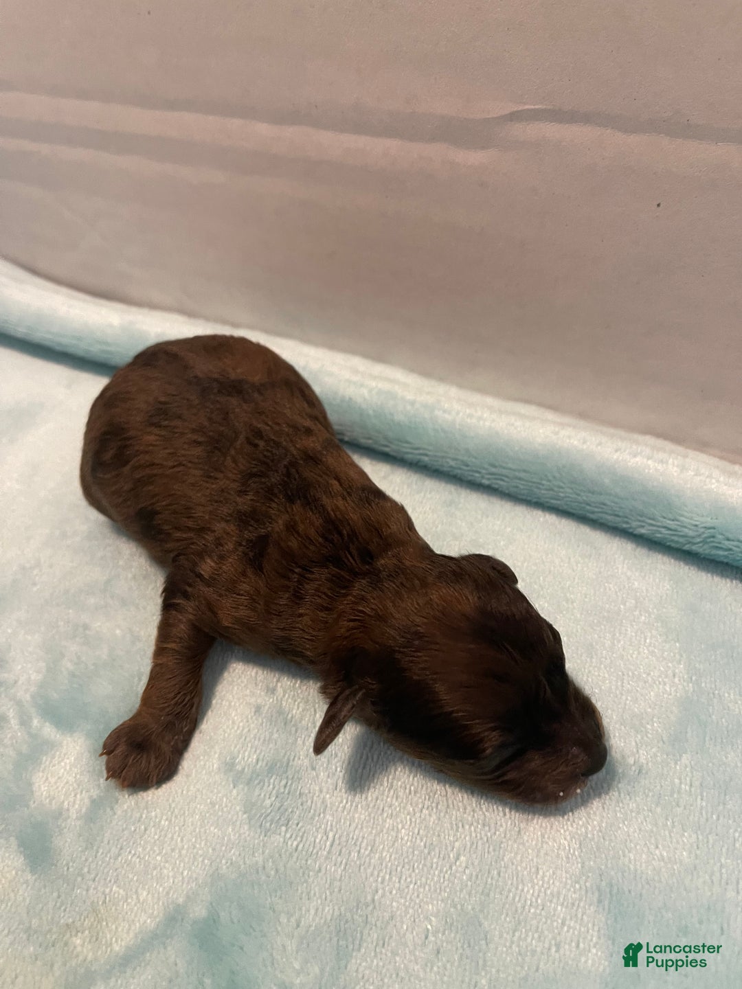 Toy Poodle dogs for sale: Toy Poodle Puppy 2 - Ad 4