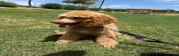 Mixed Breed dogs for sale: Mixed Breed 1 - Ad 4