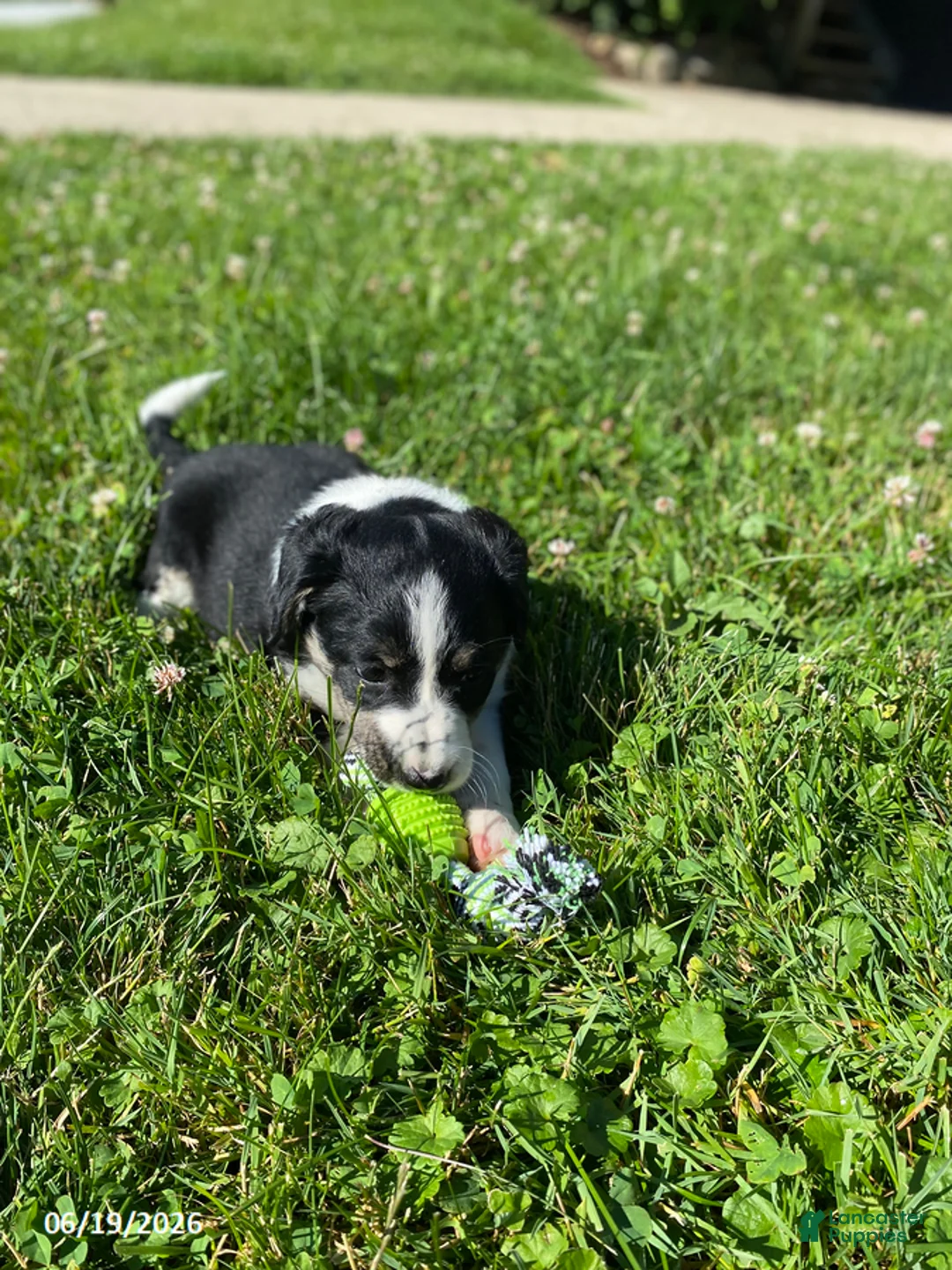 Mixed Breed dogs for sale: Bella - Ad 3
