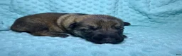 German Shepherd dogs for sale: Daisy - Ad 66